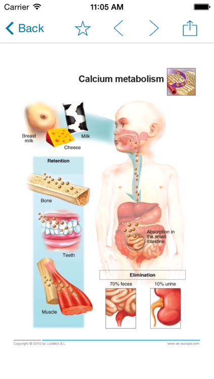 Miniatlas Osteoporosis