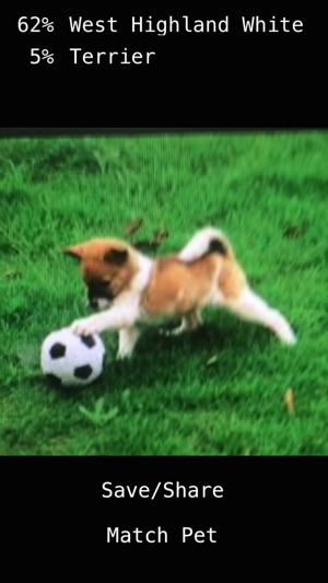 DogMatch