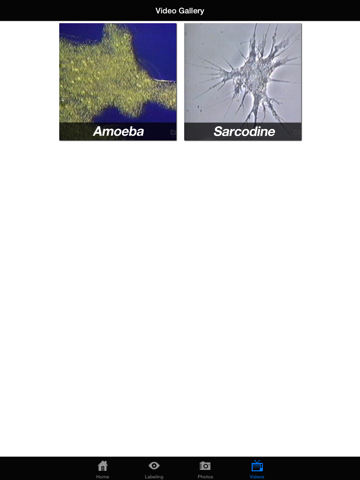 Protozoan Identification Free iPad screenshot