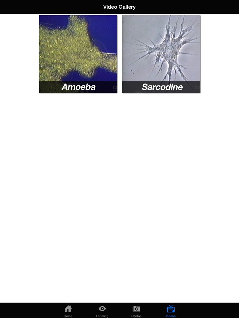 Protozoan Identification Free