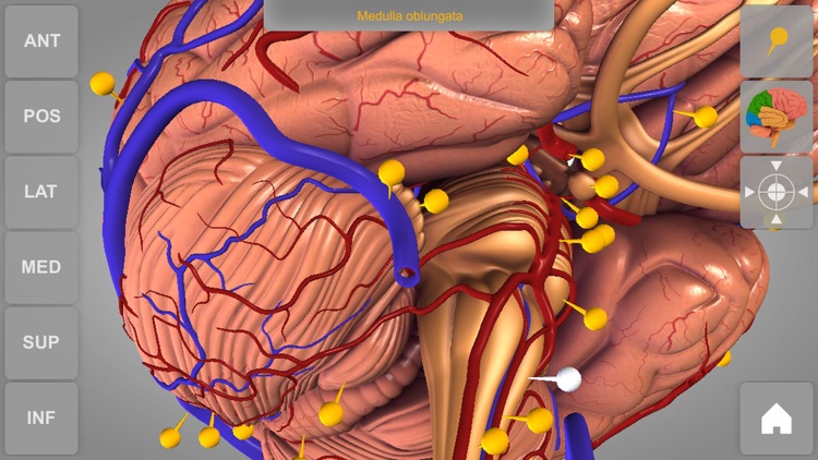 Brain - 3D Atlas of Anatomy