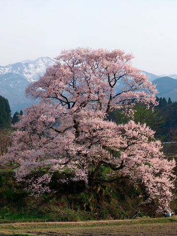 Screenshot #4 pour QRLauncher