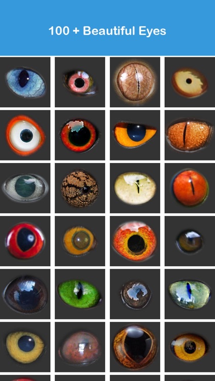 Eyebook  - Animal Eyes Blender & Eye Color Changer