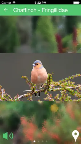Game screenshot Birds of Britain Sounds apk