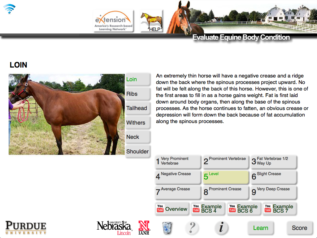 HorseBCS