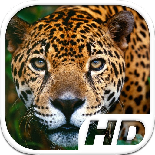 Jaguar Simulator HD Animal Life