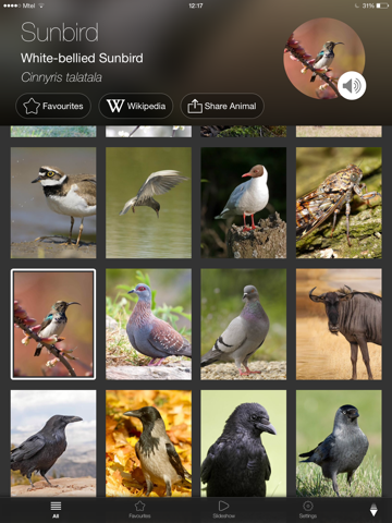 Animal Explorer Free: Sounds and Photos iPad screenshot 1 - Education app