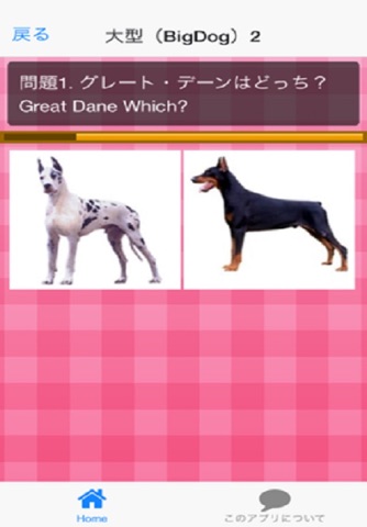 犬種クイズDog breed Quiz screenshot 4