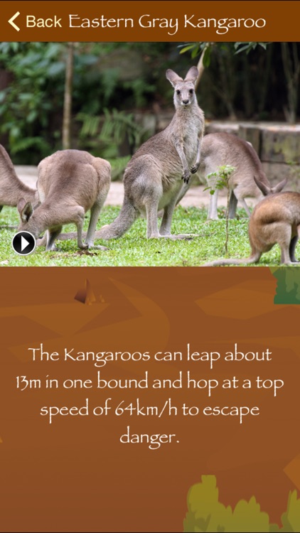 Australian Wildlife