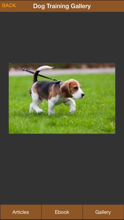 Dog Potty Training Guide - How To Potty Train Your Dog More Effectively screenshot-3