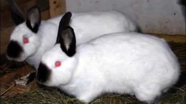 Rabbit Care screenshot-3