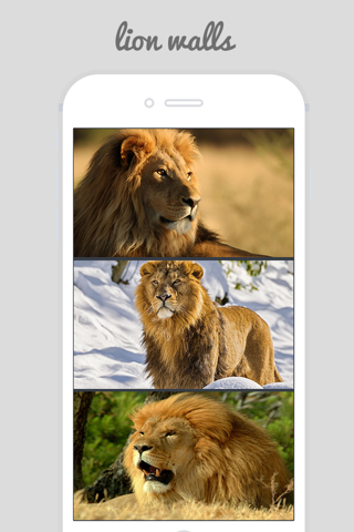 Lion Wallpapers - Big Cats ! screenshot 3