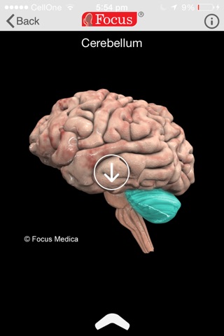 NEUROANATOMY - Digital Anatomy screenshot 3