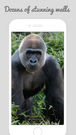 Game screenshot African Zoo apk