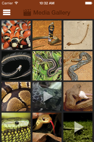 Britannica Kids: Snakes screenshot 2
