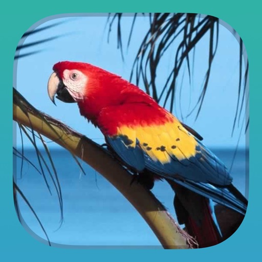 RelaxBook Birds - Sleep sounds for you to relax with tropical birds and canaries