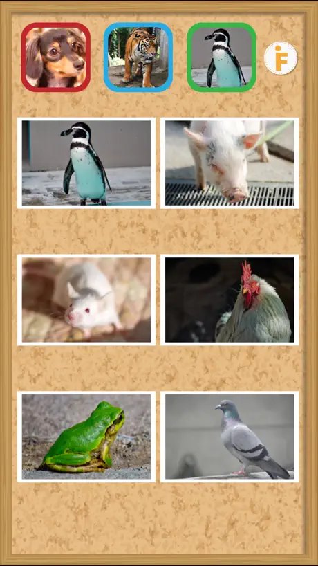 Muna Flashcards