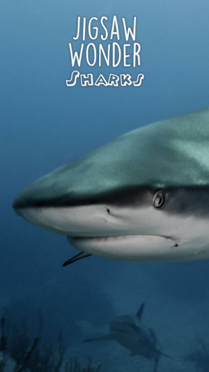 ‎Shark Puzzles for Kids Jigsaw Wonder Collection Screenshot