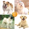 Puppy Guess:Predict And Reveal Your Favourite Puppies Breed