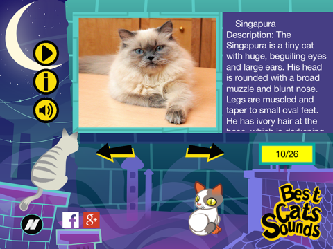 The Best Cats Sounds