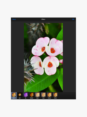 Screenshot #5 pour Photo Amp