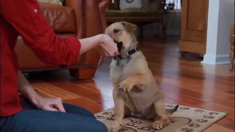 Puppy Training screenshot-3