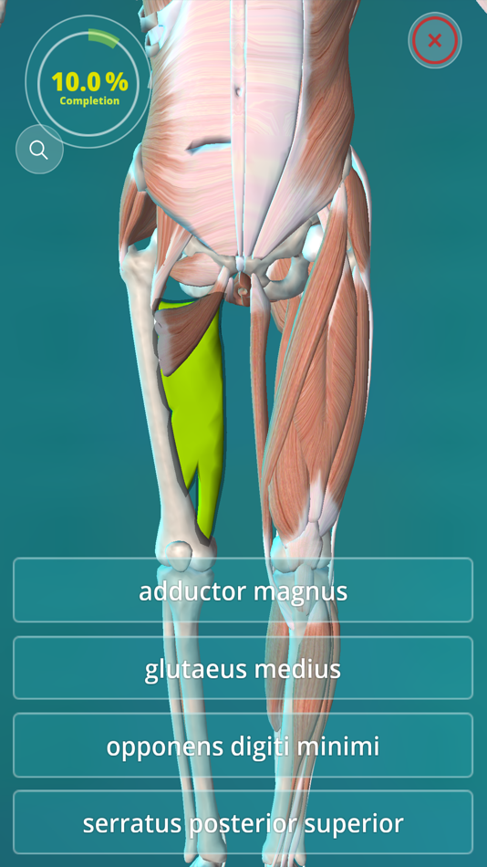 #2. Anatomy Quiz - muscles and bones (iOS) Podle: GraphicVizion