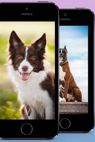 Dog Backgrounds & Wallpapers screenshot 2