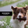 Dogmoe - ein Aussie packt aus