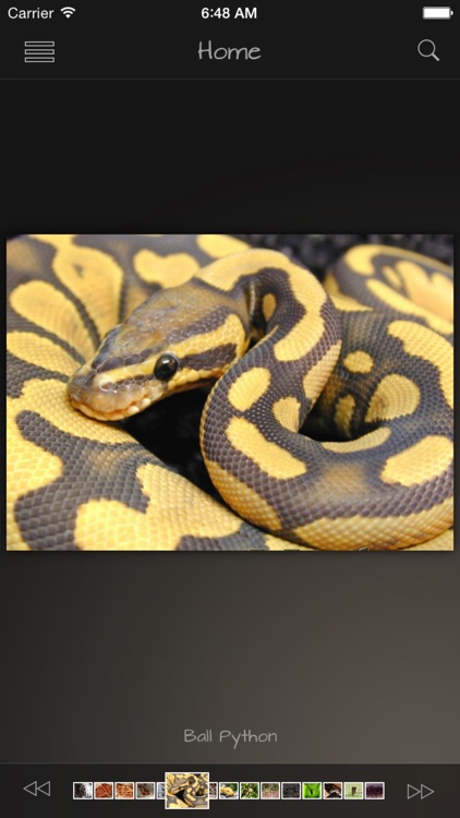 Snakes Wiki +