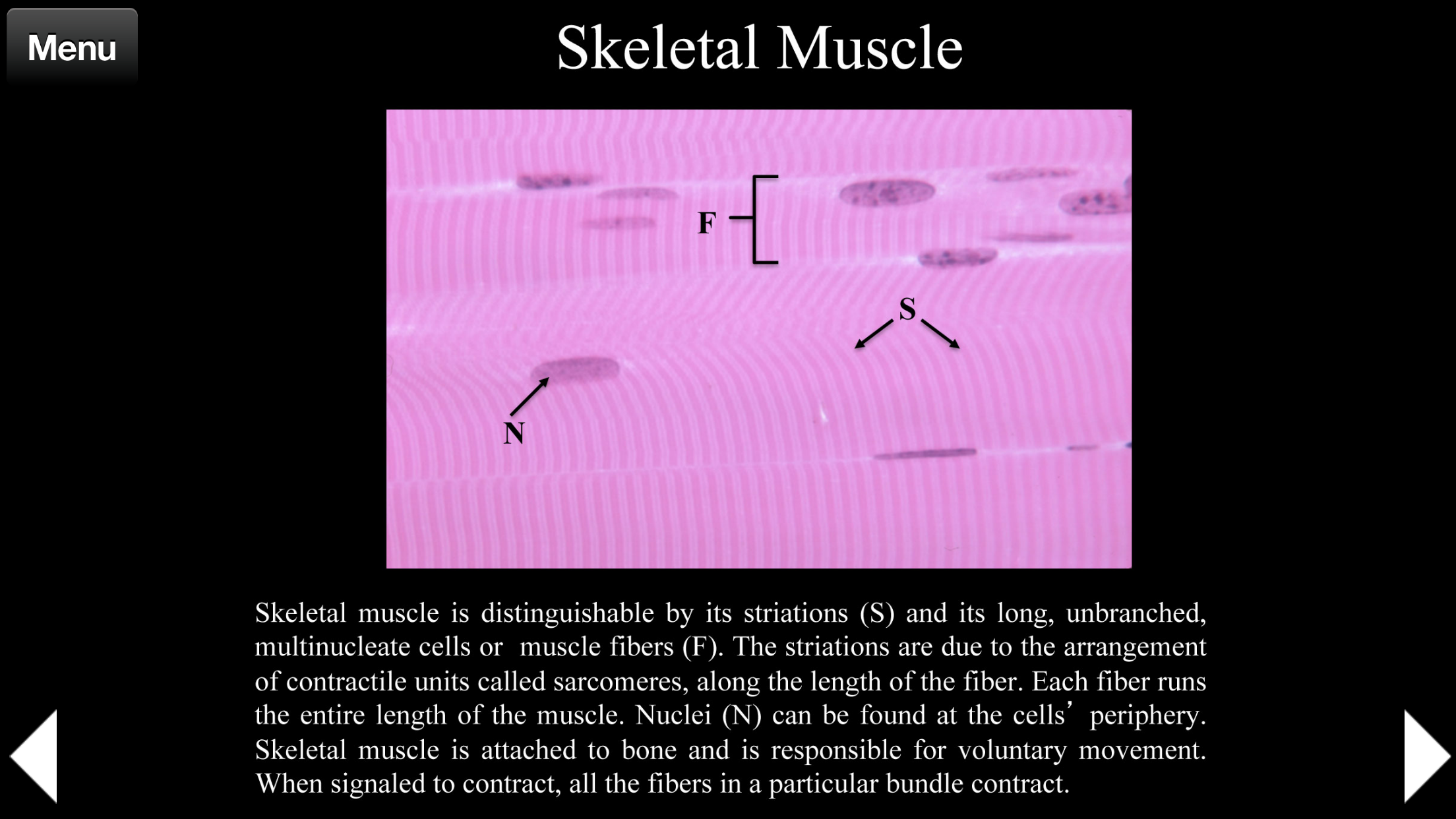 Animal Histology
