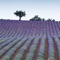 Lands of Provence and French Riviera: a palette of colors, among purple lavander flowers, the transparent blue sea and the green of nature, red ochers, pink and gray rocks overhanging turquoise waters