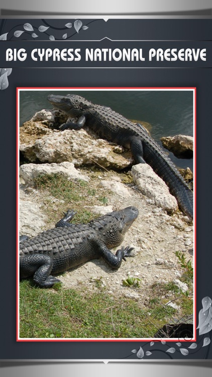 Big Cypress National Preserve Travel Guide