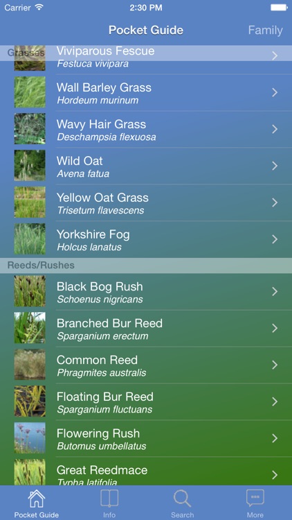 Pocket Guide UK Grasses