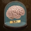Brain On Brain Off Study Aid