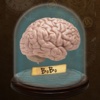 Brain On Brain Off Study Aid