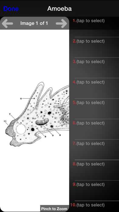 Screenshot #2 pour Protozoan Identification Free