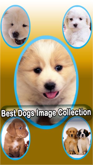 Best Cute Puppies and Cute Cat Wallpapers HD(圖1)-速報App