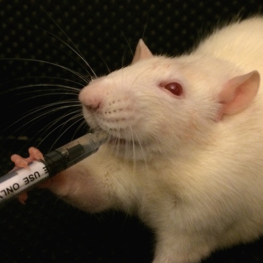 Rat Medication Dose Calculator | Apps | 148Apps