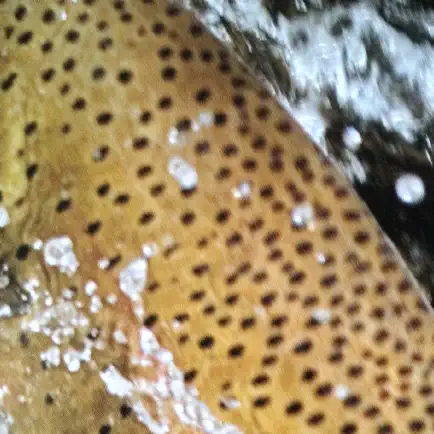 Fly Guide Читы