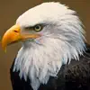 Bald Eagle Cams delete, cancel