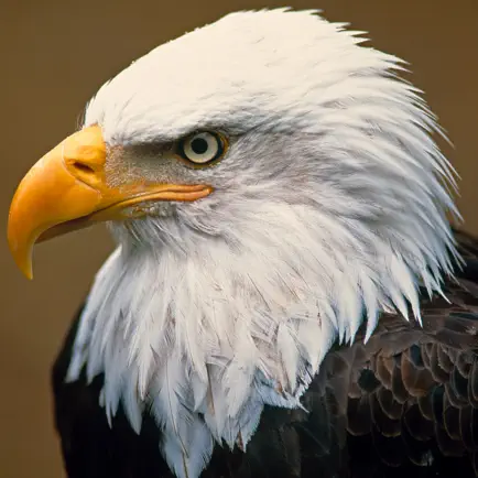Bald Eagle Cams Читы