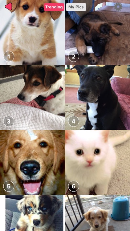 Cute Or Not screenshot-4