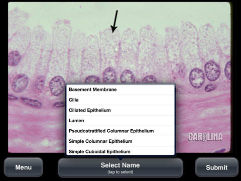 Screenshot #6 pour Animal Histology