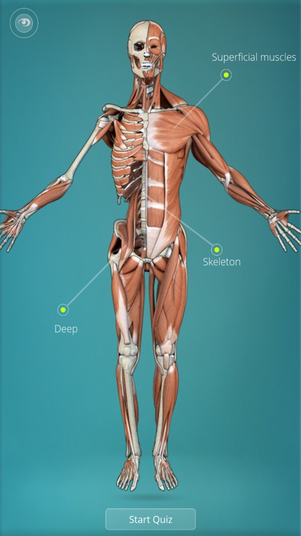 Anatomy Quiz - muscles and bones