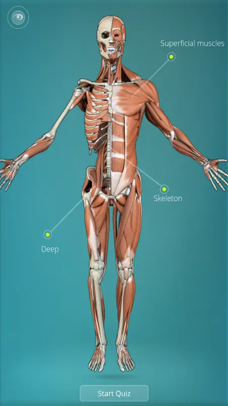 Anatomy Quiz - muscles and bones screenshot 1 of 5