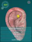 Reflexology Quiz - zones ipad bilder 2