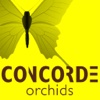 Concorde Orchids