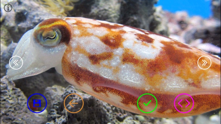 Beautiful Sea Animals and Views - Wallpapers & Slideshow HD
