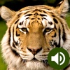 Animal Sounds: Jungle